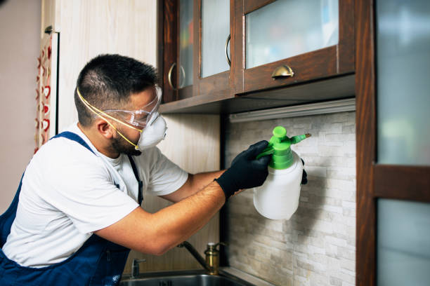 Best Wasp Removal Services  in Beechwood Village, KY