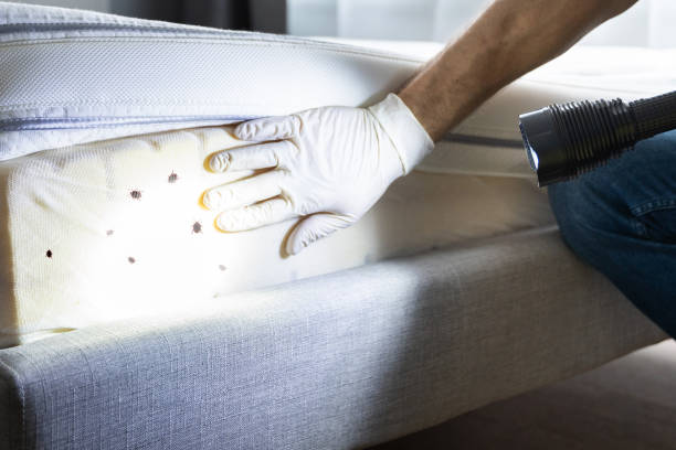 Best Bed Bug Extermination  in Beechwood Village, KY