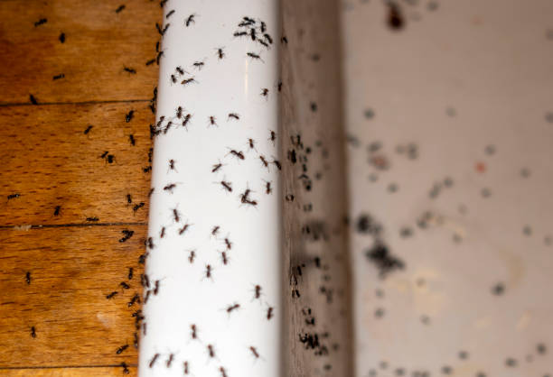 Best Mosquito Control Services  in Beechwood Village, KY