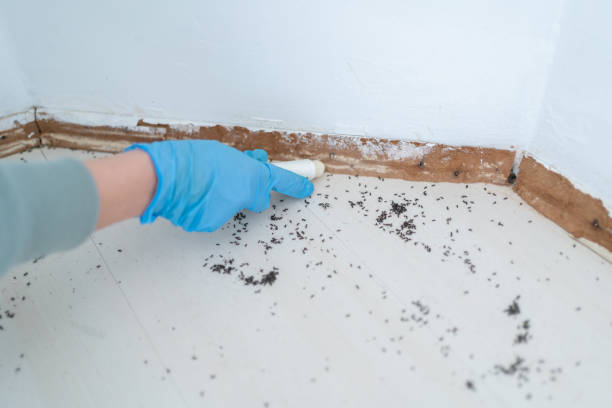 Best Emergency Pest Control  in Beechwood Village, KY