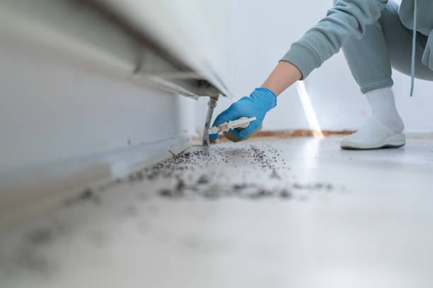 Best Local Pest Control Services  in Beechwood Village, KY